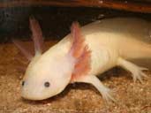 Albino Axolotl swimming around the tank