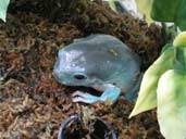 White's Tree Frog in Blue colouring