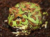 Cranwells Horned Frog