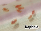 Daphnia- suitable prey item for newly hatched Axolotls