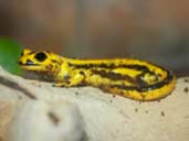 Bernadezi Fire Salamander on log