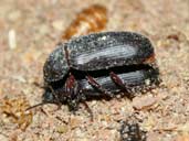 Flour Beetles mating