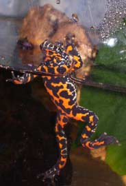 Fire-Bellied Toad swimming