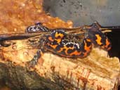 Oriental Fire-Bellied Toad Swimming