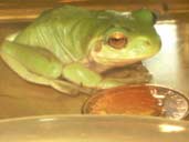 Young White's Tree Frog shown with coin to give idea of size.