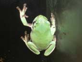 White's tree frog on side of the tank