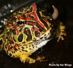 Ornate Horned Frog eating a earthworm, Photo by Her Wings