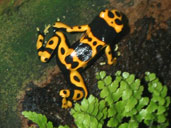 Poison Dartfrog