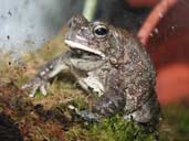 Bufo regularis or the Square amrked toad close up