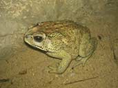 Black Spined Toad