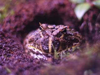 Cranwells Horned Frog burrowed in Eco-earth substrate