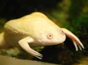 African Clawed Frog Photo By Kuribo