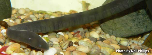 Aquatic Caecilian in tank- Photo by Neil Philips
