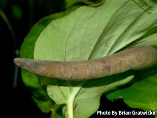 Aquatic Caecilian hiding behind a plant. Phtograph by Brian Gratwicke