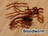 Bloodworm- Suitable food item for an aquatic Caecilian