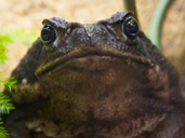 Bufo Marinus - pet captive care - Cane Toad