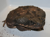 Cane Toad - Bufo Marinus