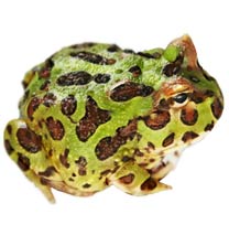 Horned Frog - Ceratophrys ornata, Ceratophrys cranwelli Care sheet