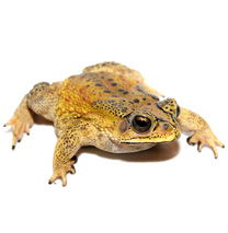 Black-Spined Toad Care Sheet - Bufo melanostictus