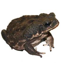 Cane Toad Care Sheet - Bufo Marinus Care Sheet - Click to open