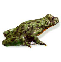 Fire-Bellied Toad - Caresheet