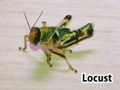 Locust- suitable prey item for a Caecilian