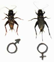 Sexing adult crickets