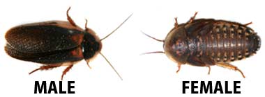 Male and Female Dubia Roaches