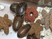 Dubia Roaches enjoying a meal of dried cat food