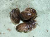 Dubia Roaches hiding under egg flats