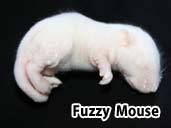 Fuzzy Mouse- suitable prey item for a Horned Frog