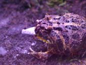 Pacman frog eating locust