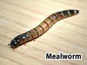 Mealworm - Suitable prey item for a Fire Salamander