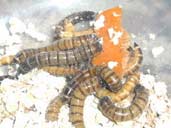 Mealworms eating a piece of carrot