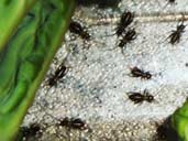 Pin-head crickets in the colony