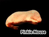 Pinkie Mouse - occassional treat for a White's Tree Frog