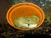African Bull Frog or Pyxie Frog ina flower pot.
