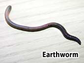 Earthworm - Suitable prey item for most amphibians.