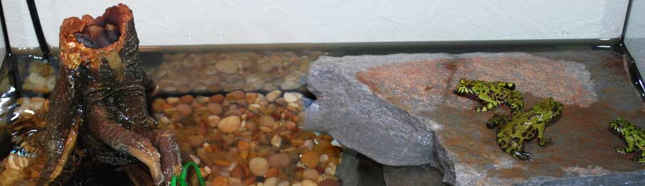 Fire belly toad natural hot sale habitat