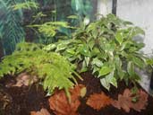 Live plants are suitable hiding places for Caecilians