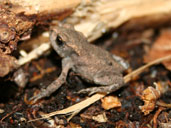 Wild Toad spotted at Hartsholme Country Park in Lincoln, UK